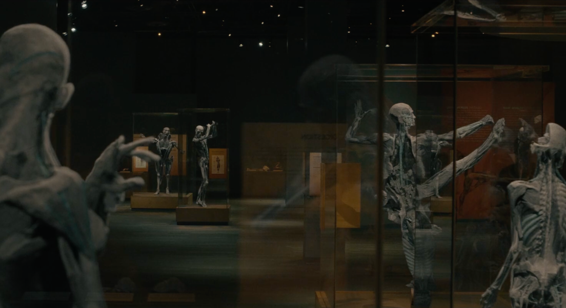 Différents squellettes d'androïdes sont exposés dans des boites en verre dans une salle de musée.