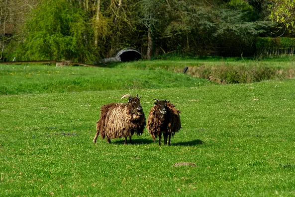 Deux moutons dans le parc du Château d’Attre, Brugelette, province de Hainaut