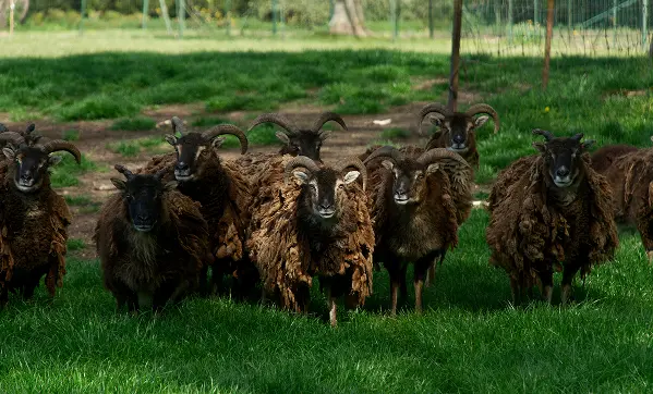 Troupeau de moutons dans le parc du Château d’Attre